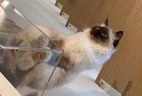 Disappearance alert Cat  Female , 6 years Paris France