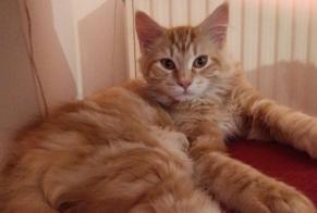 Disappearance alert Cat miscegenation  Male , 1 years Villeurbanne France