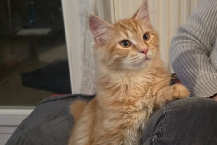 Disappearance alert Cat miscegenation  Male , 1 years Villeurbanne France