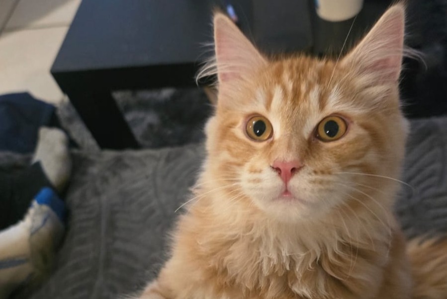 Disappearance alert Cat miscegenation  Male , 1 years Villeurbanne France