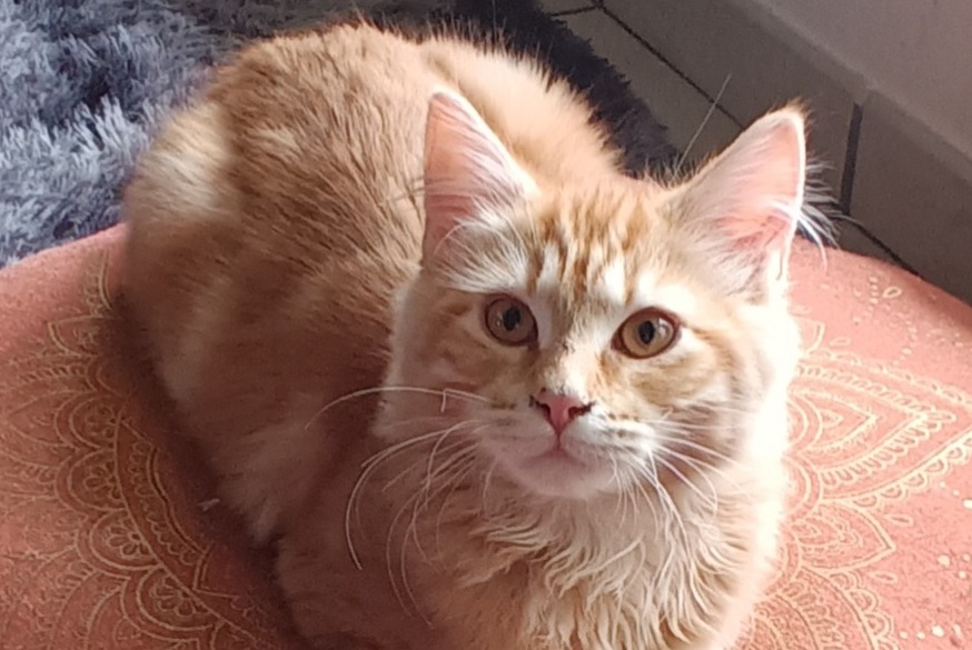Disappearance alert Cat miscegenation  Male , 1 years Villeurbanne France