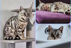 Disappearance alert Cat  Female , 7 years Champs-sur-Yonne France