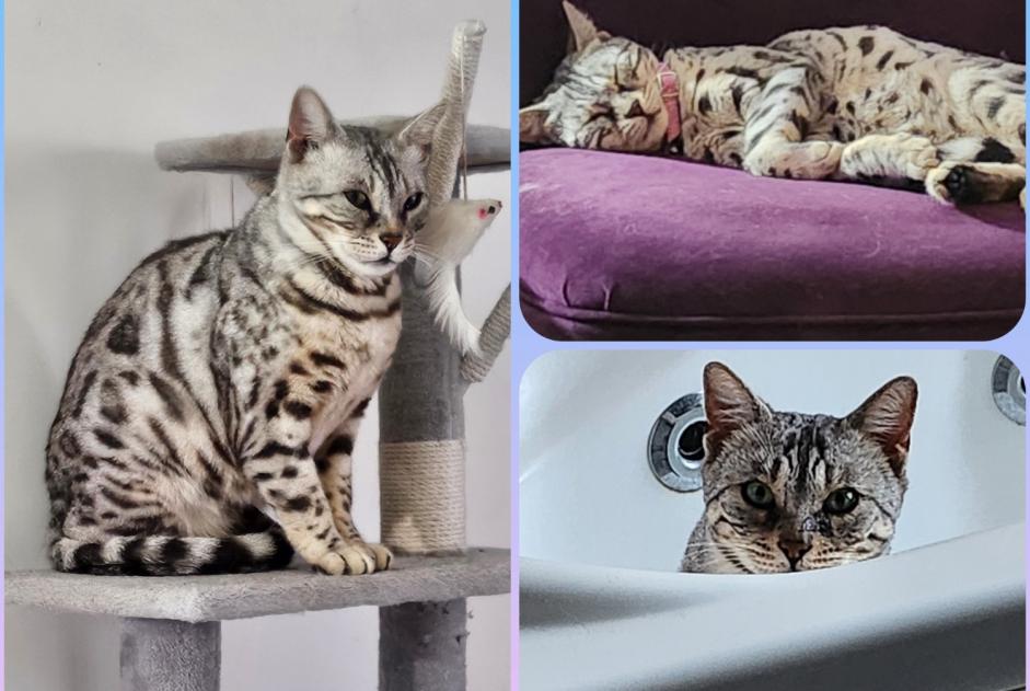 Disappearance alert Cat  Female , 7 years Champs-sur-Yonne France