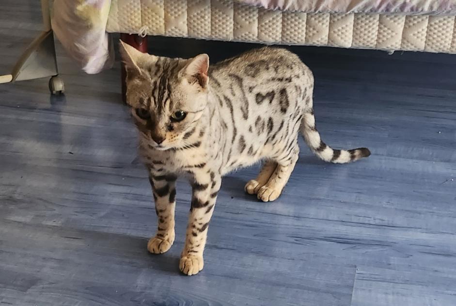 Disappearance alert Cat  Female , 7 years Champs-sur-Yonne France