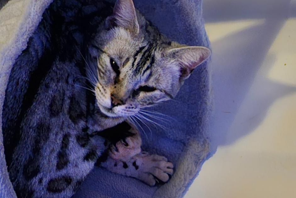 Disappearance alert Cat  Female , 7 years Champs-sur-Yonne France