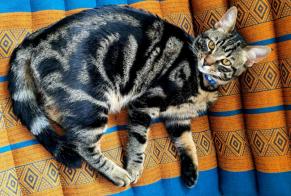 Disappearance alert Cat Male , 3 years Couddes France