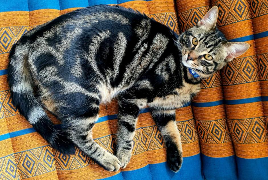 Disappearance alert Cat Male , 3 years Couddes France