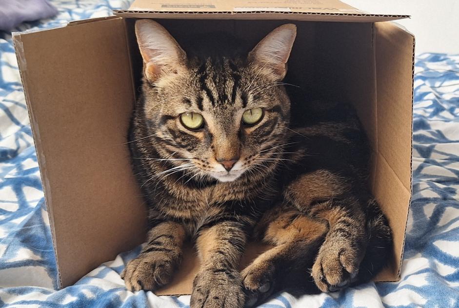 Disappearance alert Cat Male , 3 years Couddes France