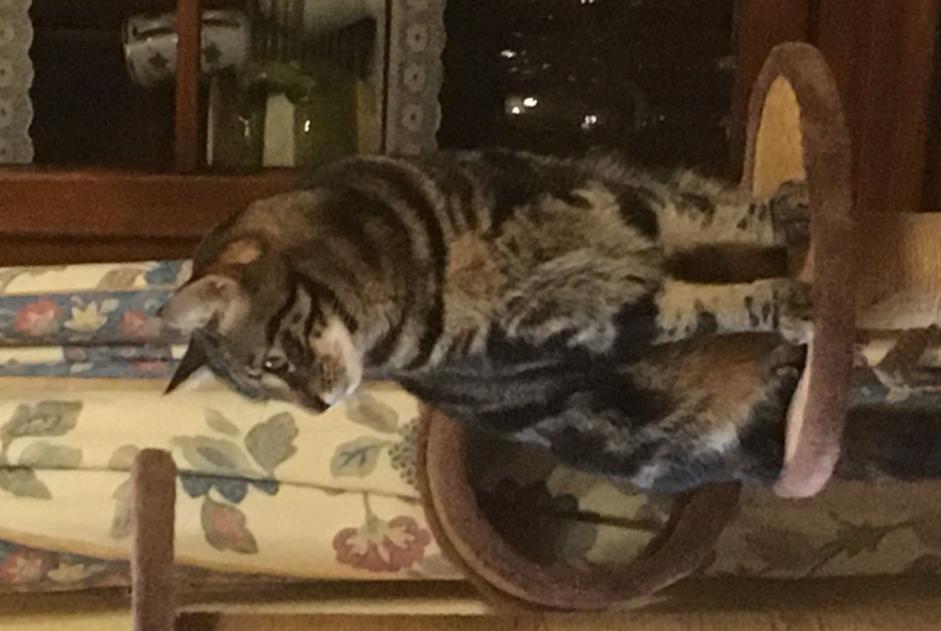 Disappearance alert Cat Male , 3 years Couddes France