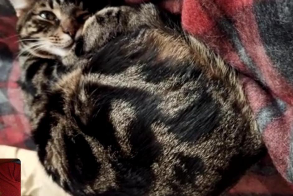 Disappearance alert Cat Male , 3 years Couddes France