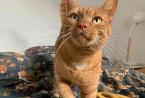 Disappearance alert Cat miscegenation  Male , 7 years Orée d'Anjou France