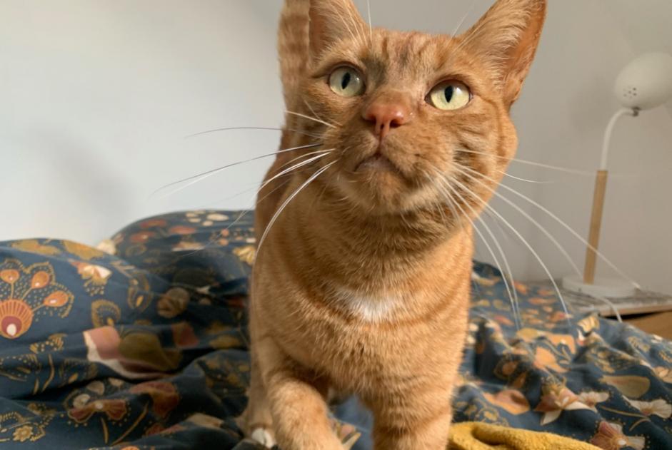 Disappearance alert Cat miscegenation  Male , 7 years Orée d'Anjou France