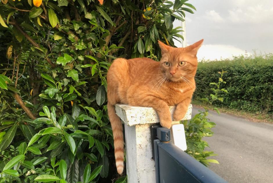 Disappearance alert Cat miscegenation  Male , 7 years Orée d'Anjou France