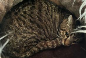 Disappearance alert Cat miscegenation  Male , 13 years Saint-Séverin-d'Estissac France