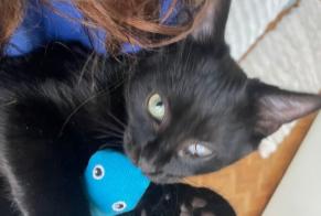 Disappearance alert Cat Male , 1 years Paris France