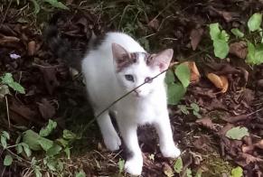 Disappearance alert Cat  Male , 1 years Fontenoy France