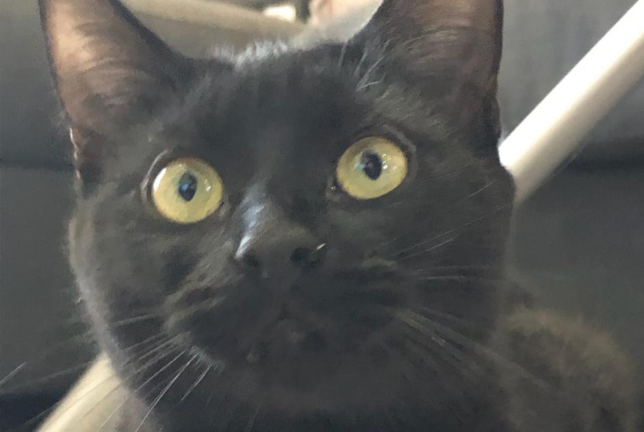 Disappearance alert Cat Female , 1 years Beauchamp France
