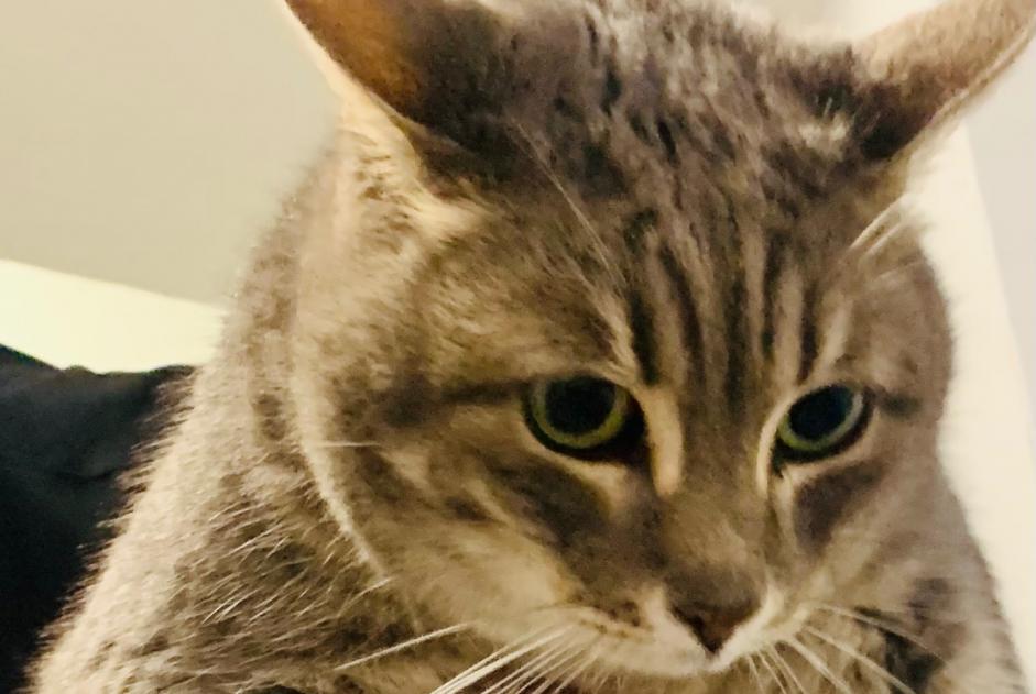 Discovery alert Cat Female Béziers France