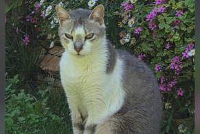 Disappearance alert Cat  Female , 7 years Marseille France