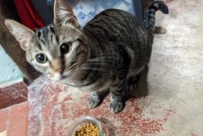 Discovery alert Cat  Male , Between 4 and 6 months Fontenay-sous-Bois France