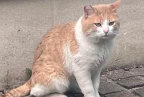 Discovery alert Cat Unknown Talence France