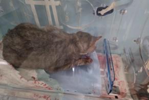 Discovery alert Cat  Female Villefontaine France