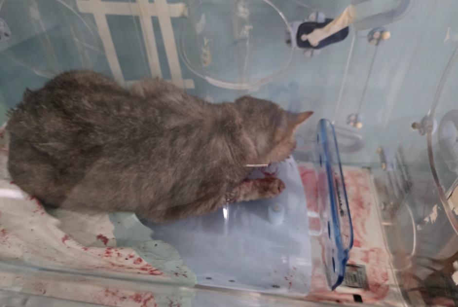 Discovery alert Cat  Female Villefontaine France