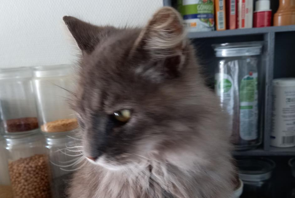Disappearance alert Cat miscegenation  Male , 11 years Hermanville-sur-Mer France