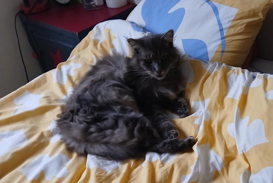Disappearance alert Cat miscegenation  Male , 11 years Hermanville-sur-Mer France
