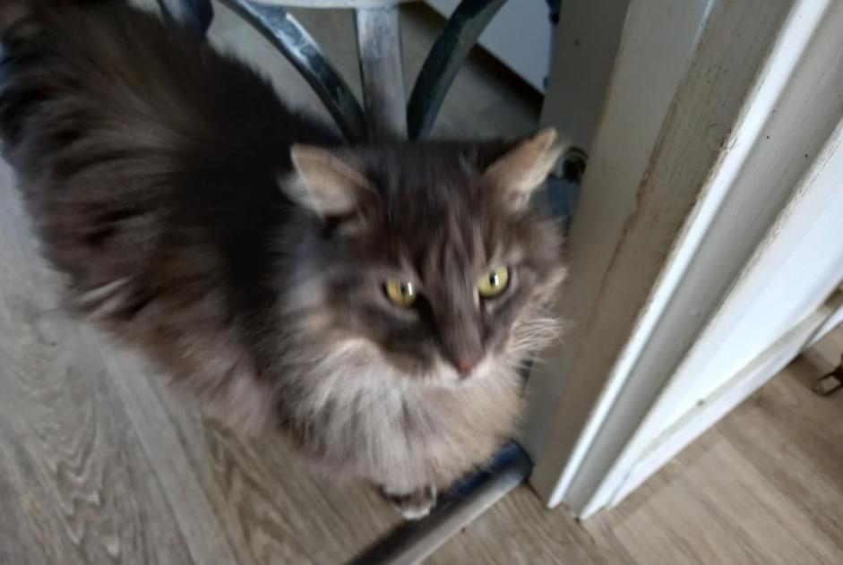 Disappearance alert Cat miscegenation  Male , 11 years Hermanville-sur-Mer France