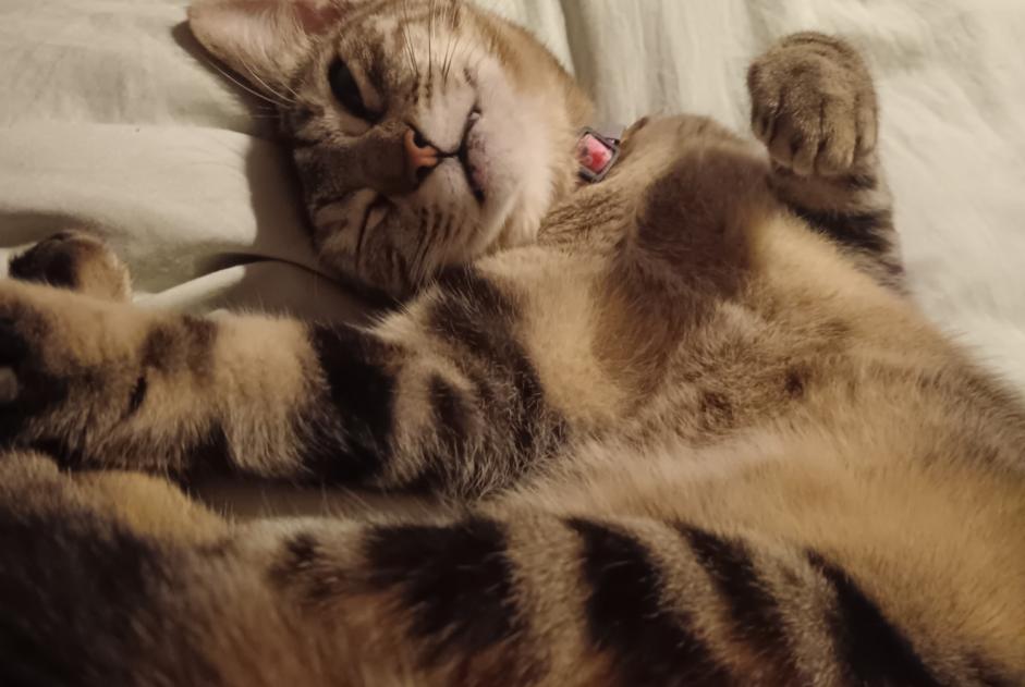Disappearance alert Cat Female , 1 years Bayonne France