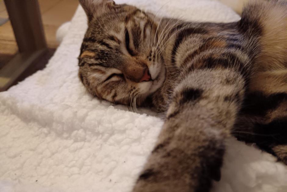 Disappearance alert Cat Female , 1 years Bayonne France