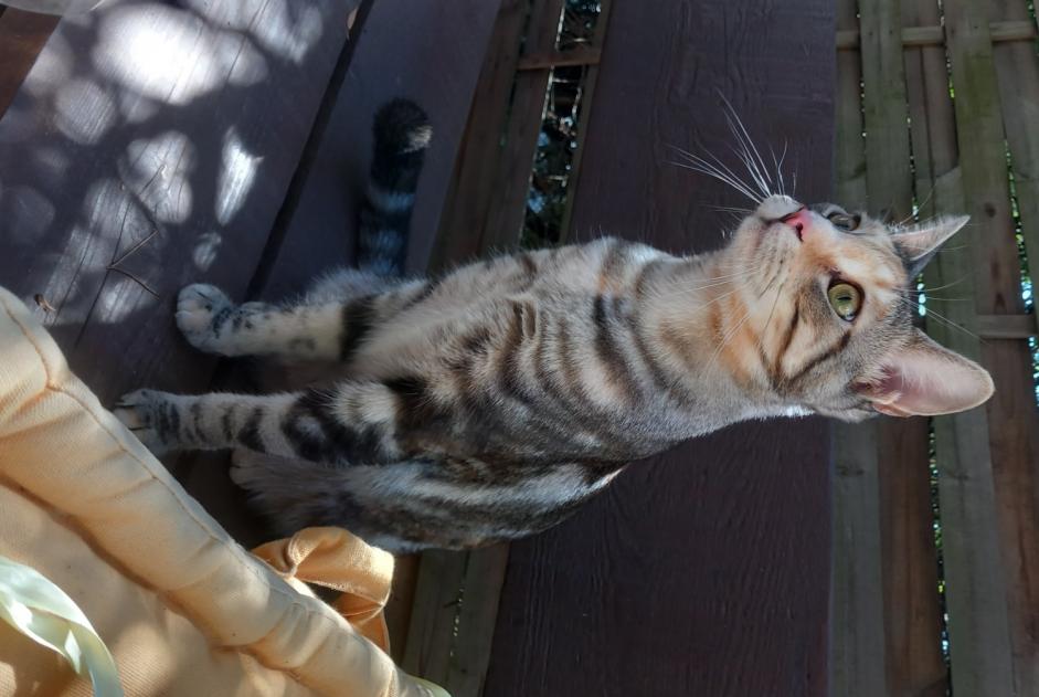 Disappearance alert Cat miscegenation  Female , 2 years La Seyne-sur-Mer France