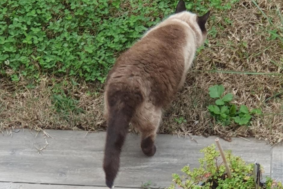 Disappearance alert Cat  Female , 10 years Baix France