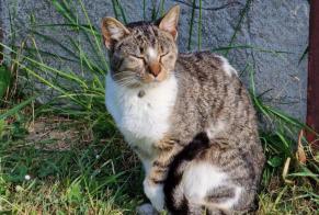 Discovery alert Cat Unknown Bannost-Villegagnon France