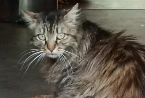 Discovery alert Cat Unknown , 3 years Alleyras France