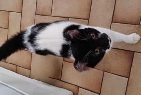 Discovery alert Cat  Female Béthune France