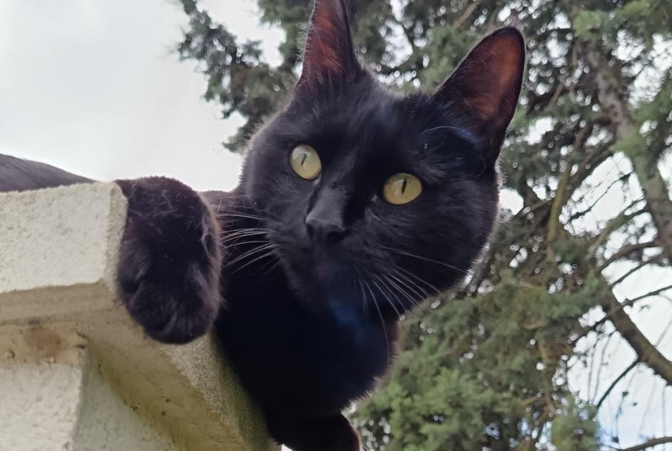 Disappearance alert Cat Male , 5 years Tinqueux France