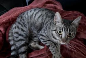 Discovery alert Cat miscegenation  Female Croix France