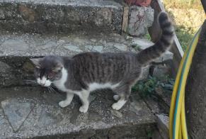 Discovery alert Cat Unknown Saint-Martin-de-Valgalgues France