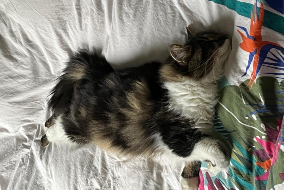 Disappearance alert Cat Female , 3 years Niort France