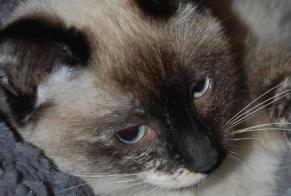 Disappearance alert Cat miscegenation  Female , 11 years Couëron France