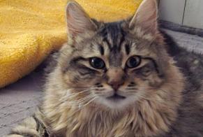 Disappearance alert Cat miscegenation  Male , 1 years Bourgoin-Jallieu France