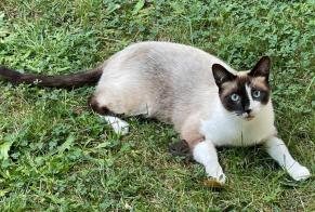 Disappearance alert Cat miscegenation  Male , 5 years Villennes-sur-Seine France