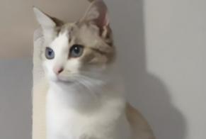 Disappearance alert Cat  Male , 5 years Lisle-sur-Tarn France