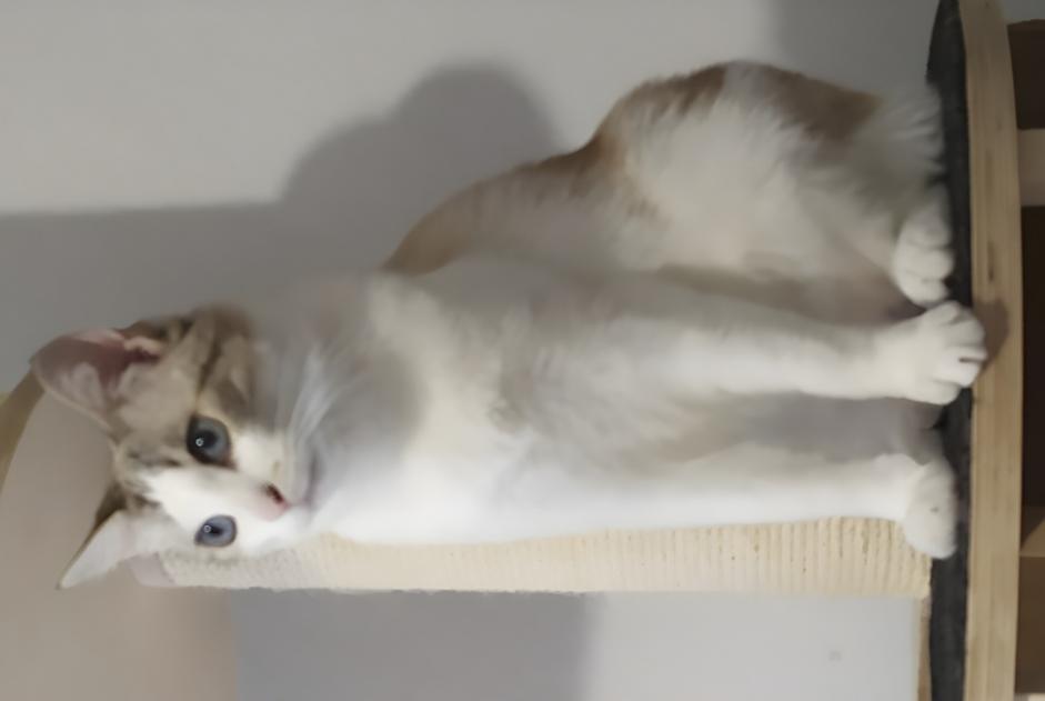 Disappearance alert Cat  Male , 5 years Lisle-sur-Tarn France
