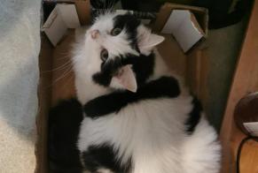 Disappearance alert Cat Female , 2 years Lans-en-Vercors France