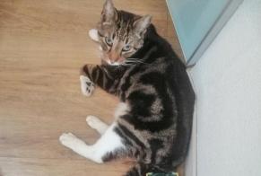 Discovery alert Cat  Male Le Bouscat France