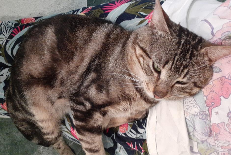 Discovery alert Cat Male , 4 years Juvisy-sur-Orge France