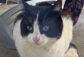 Discovery alert Cat miscegenation  Male Plouëc-du-Trieux France
